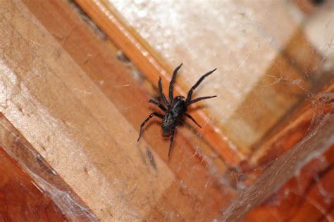 Black House Spider