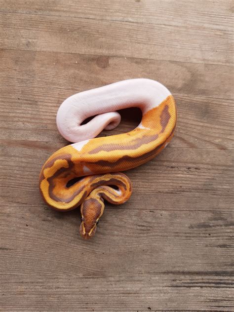 Ultramel Piebald Ball Python by Akballpython - MorphMarket