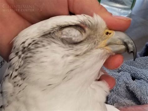 Falcon Beak Coping - Chintimini Wildlife Center