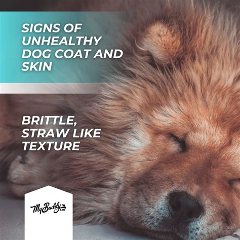 How to care for your dog's skin with My Buddy & Me | My Buddy And Me ...