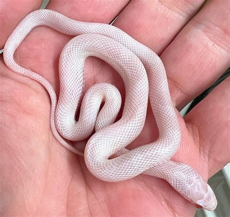Blizzard Female Corn Snake by Man Money Reptiles - MorphMarket