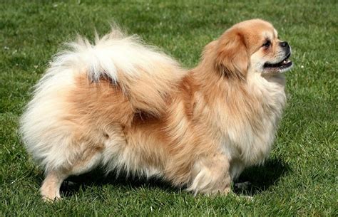 Tibetan Spaniel - Dog Breed Information, Photo, Care, History - Fello.pet