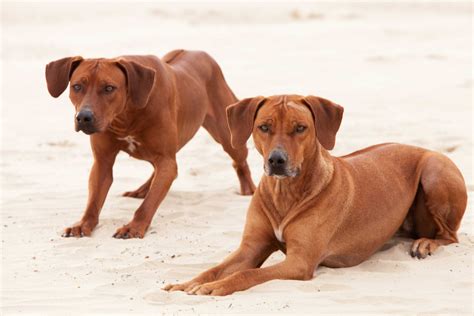 Rhodesian Ridgeback Breeders Midwest at Darrel Ferreira blog