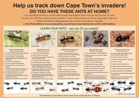 30+ Free Printable Ant Identification Charts [PDF]