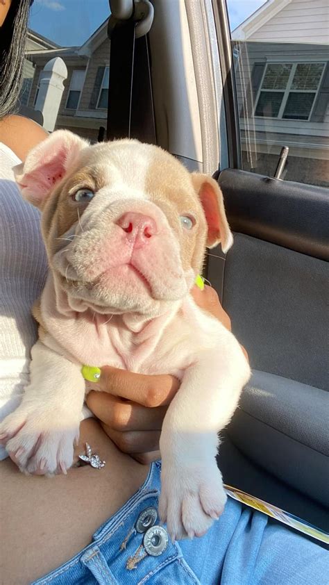 Pocket Bully Puppy Feeding at Karen Watts blog