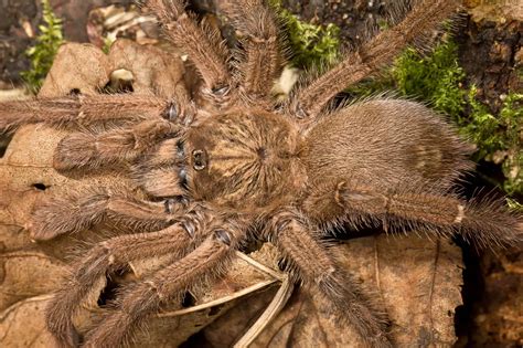 King Baboon Tarantula (Pelinobius muticus): Facts, Identifications ...