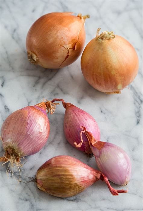 Cipollini Onions Vs Shallots at Louis Mitchell blog