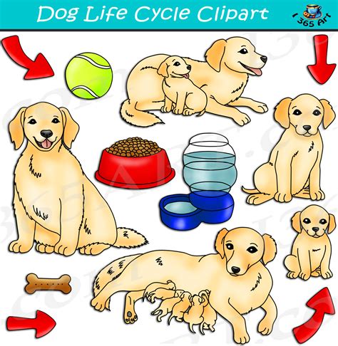 Dog Life Cycle Clipart Graphics Download - Clipart 4 School