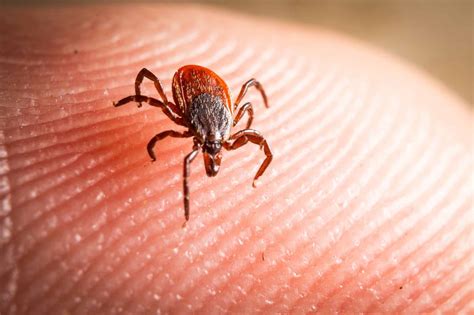 Can Ticks Jump? Debunking Myths And Understanding Tick Movement - Urban ...