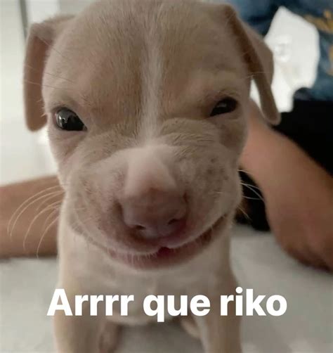 Arrr que riko | Cute dogs, Cute animals, Dog memes