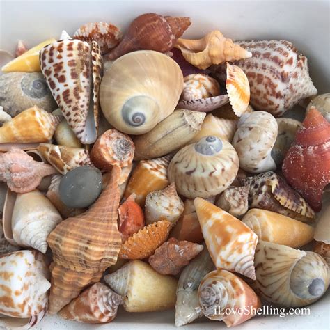 Marco Island Seashell Identification Rare And Collectable Shells Of