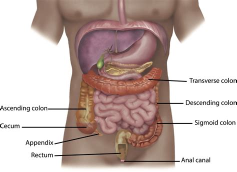 Ileocecal Junction Anatomy Large Bowel Intestines Anatomy