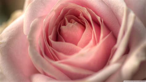 [Download 43+] Fondo De Pantalla Rosa Pastel Flores