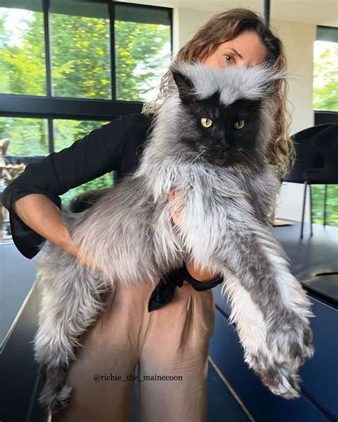 17 Beautiful Gray Smoke Maine Coon Cats (Instagram Famous) - MaineCoon.org
