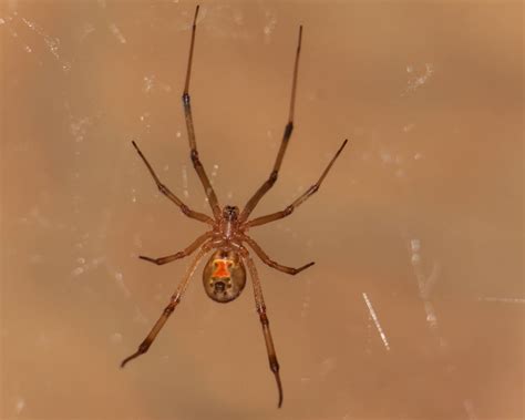 Female Brown Widow Spider