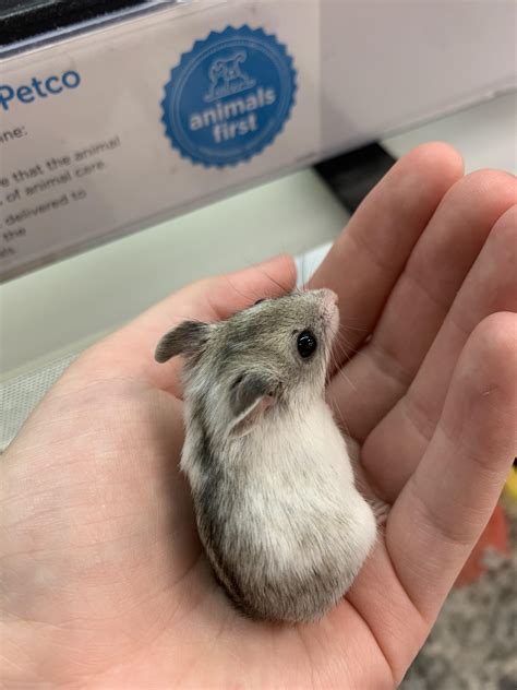 Female Chinese Dwarf Hamster What Type Of Hamster Is This