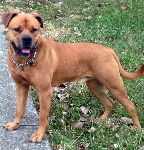 Bullmastiff Rottweiler Pitbull Mix