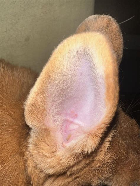Rabbit ear wax??? : r/Rabbits