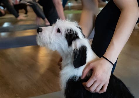 Puppy Yoga – Safe Hands Rescue