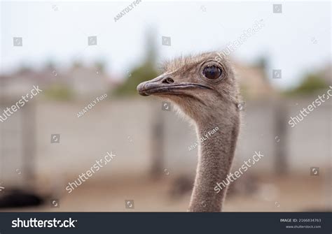 55 Ostrich Does Not Fly Images, Stock Photos, 3D objects, & Vectors ...