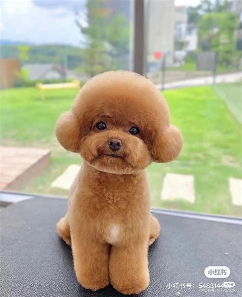 Pin by Moonnnnn_1712 on Animal | Toy poodle haircut teddy bears, Poodle ...