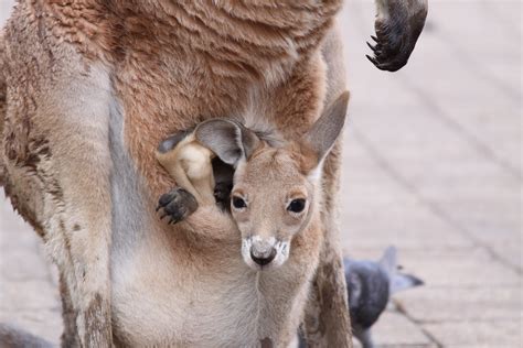 How Long Does A Baby Kangaroo Stay In The Pouch | The Tube