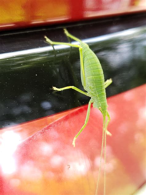 Nashville Tennessee green shrimp bug : r/Entomology