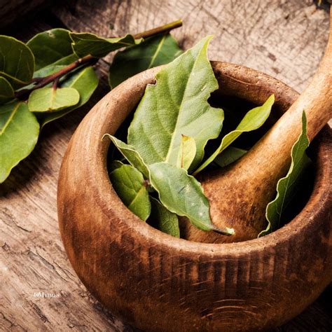 The Ancestral Restorative Properties of Bay Leaves - OMTimes Magazine