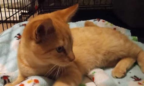 Guardian Angel Animal Sanctuary - Donations Needed - JustServe