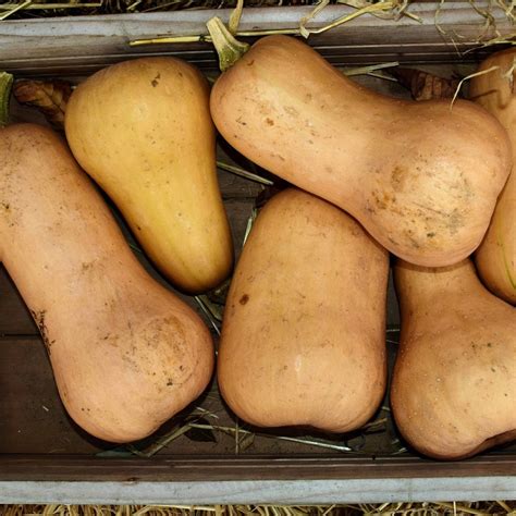 Jamón Ibérico: The Acorn-Fed Spanish Delicacy You Need to Taste