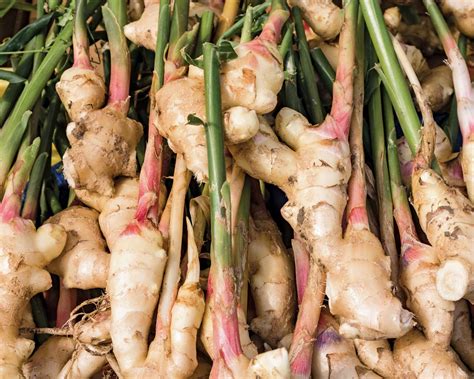 Zingiber Officinale Rhizome