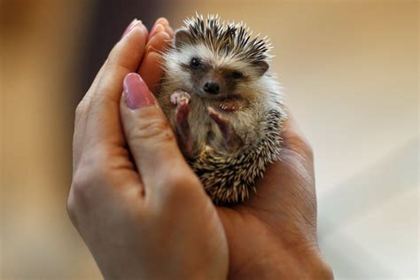 Will Hedgehogs Make Good Pets at Samantha Sternberg blog
