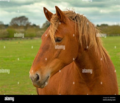 Suffolk Punch horse. Portrait of adult. Great Britain Stock Photo - Alamy