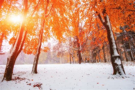 Full Als Scan Porn Videos