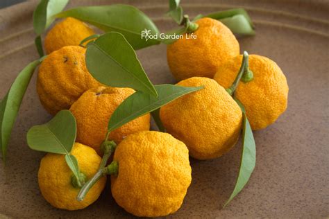 Yuzu: This Citrus is a Rare and Fragrant Foodie’s Delight (And You Can ...