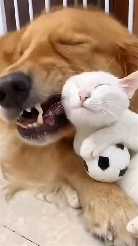 Chihuahua shedding and what you can do about it – Artofit