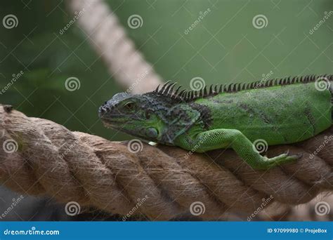 Iguana lying on rope stock photo. Image of captivity - 97099980