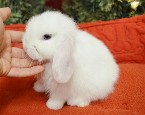 Is My Bunny A Holland Lop Or Mini Lop at Alicia Tuckett blog