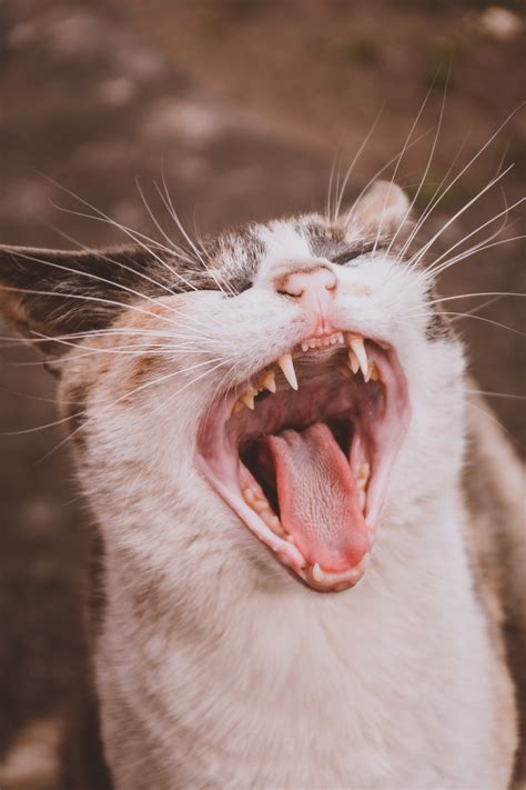 Pet Dentistry in Colorado Springs, CO | Airway Veterinary