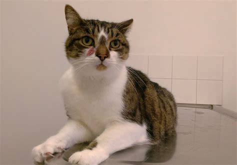 Haws Syndrome in Cats: Causes, Signs & Treatments (Vet Answer) - Catster