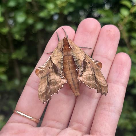 Blinded Sphinx Moth (according to my limited research - correct me if I ...