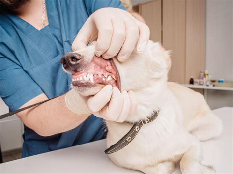 Pet Dental Services in Kingsland, GA | Betz Vet Services