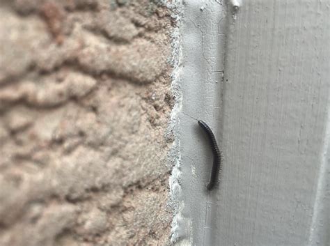 Meet the tiny, 'worm-like' creatures you've been seeing around your ...