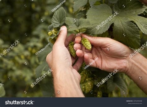 6,187 Hop Seeds Images, Stock Photos & Vectors | Shutterstock