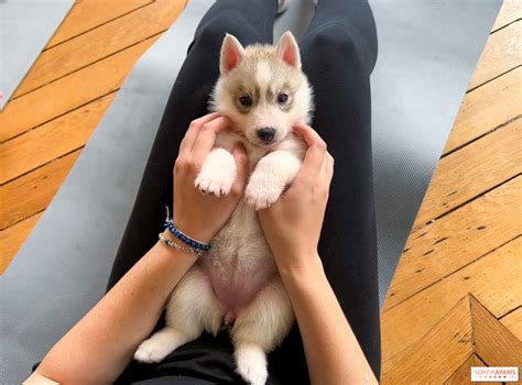 Puppy Yoga Paris, des séances de yoga tout en câlins avec d'adorables ...