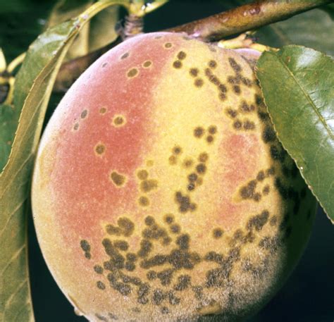What Causes Peach Trees To Die at Bonnie Propst blog - what prevents fungus in peach trees
