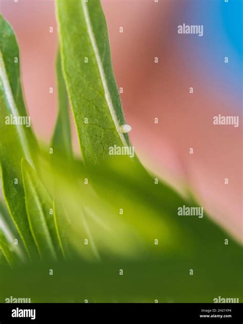 Monarch butterfly eggs hi-res stock photography and images - Alamy