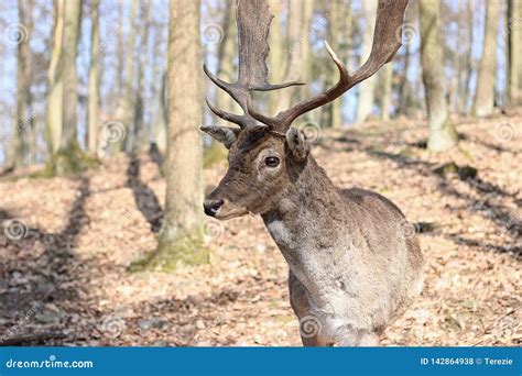 European Fallow Deer stock photo. Image of antler, large - 142864938