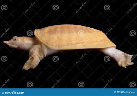 Shell Less Turtle