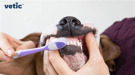 Dog Dental Cleaning: Taking Care of Your Dog's Teeth